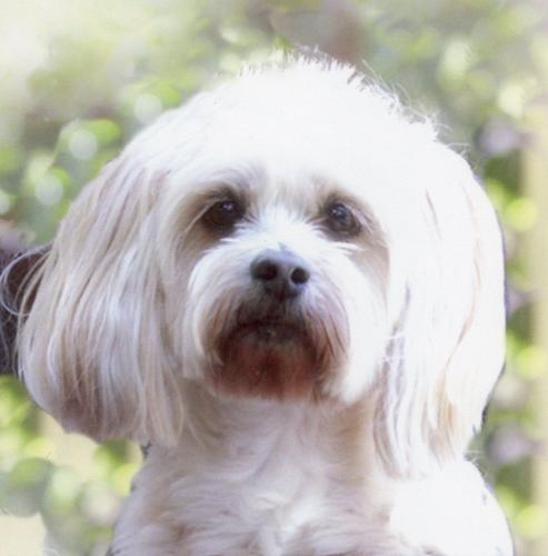 My dog Penny - This is my sweet Penny who recently died. I have her pic on my mobile phone.