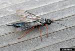 Timber Fly or Blue horntail - These are known as Wood Wasps and in particular this one is a Blue Horntail. Here in Newfoundland we call them Timber Flies and they are feared and hated.