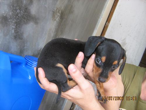DYNAH . . . the newest member of our FAMILY! - Born June 1, 2009. She came today July 11, 2009 and we are all so excited! My first doggie ... my black dacshund! The only female from a brood of three. A dream that came true! Dynah is a gift from my husband!  DYNAH - Judged and vindicated. In the Bible Dinah was Jacob's only daughter. This was from a google search.