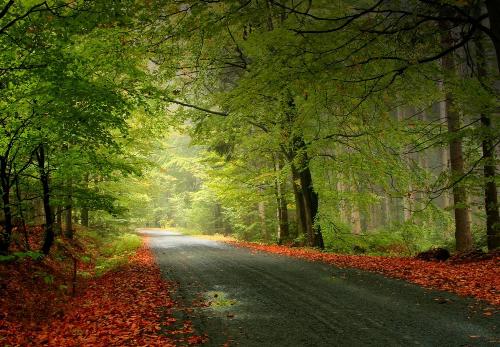 Amazing Roads - An amazing road through forest