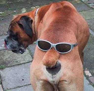 Dusguise - God what a Dog disguise.