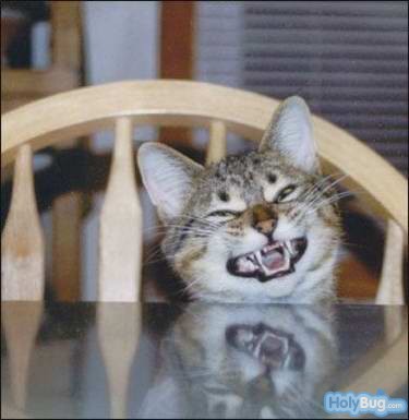 Laughing Cat - Funny Laughing Cat.HaHaHa