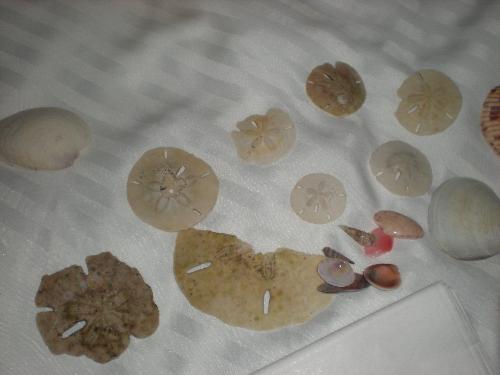 Shells - More shells from Caladesi Island