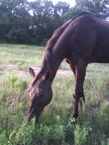 horse out back eating - I was driving down a road and saw this and I couldn't help but pull out the camera and snap the photo...