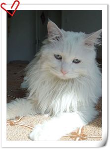 Todd - Pretty Todd