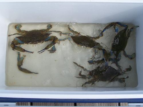 Our catch - We only got 4 so we set them free.