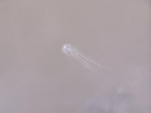Jelly fish - A little jelly fish Jelly fish - A little jelly fish