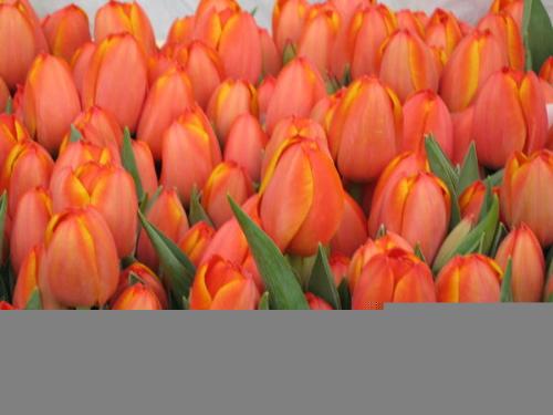 tulips - cool tulips :)