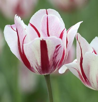 tulips - red and white cute tulips