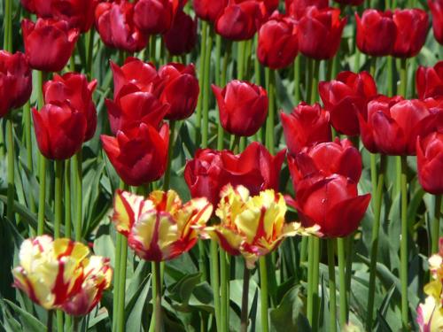 red and yellow - red and yellow tulips gift