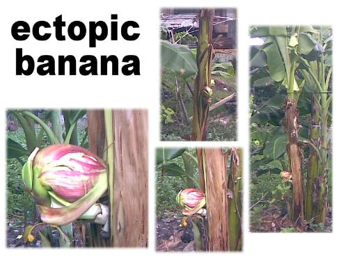 The Banana Tree: Ectopic Pregnancy?  - Weird banana tree bears fruits from the side, from its body.