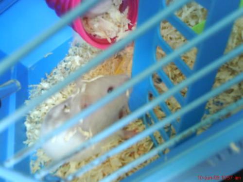 hammmie - my hammie