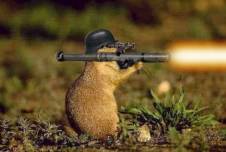 Squirell bazooka - Avatar