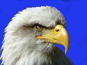 American eagle - The American bald eagle