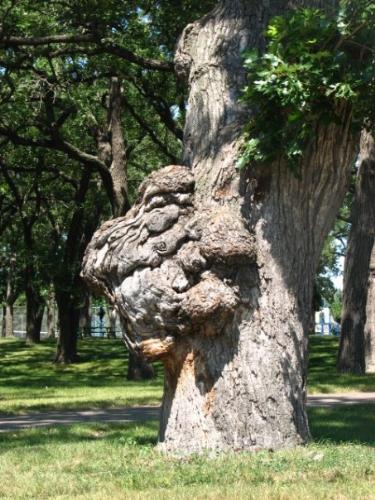 Tree Ape? - Odd formation on this tree. Tree Ape? - Odd formation on this tree.