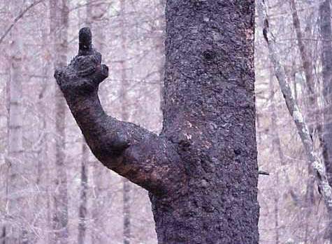 Angry tree! - Stop cutting down the forests man!