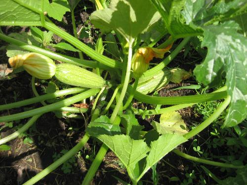 Zuchinni - It's looking good even wothoput much rain lately here in Minnesota Zuchinni - It's looking good even wothoput much rain lately here in Minnesota