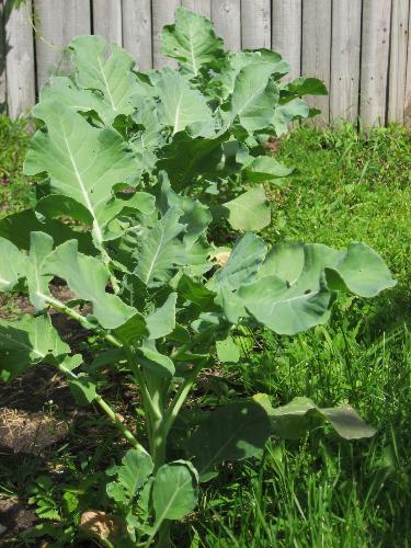 My Brocholi - Finally getting taller and starting to form the vegetable. My Brocholi - Finally getting taller and starting to form the vegetable.
