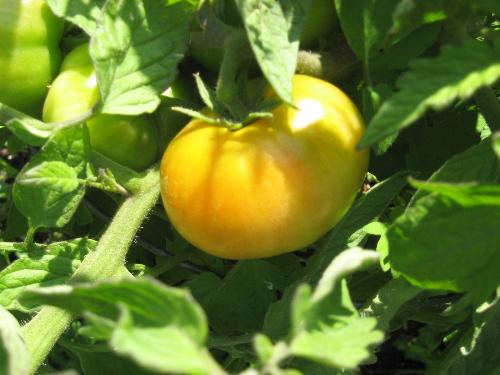 Celebrity Tomatoes - Finally starting to ripen here in Minnesota.
