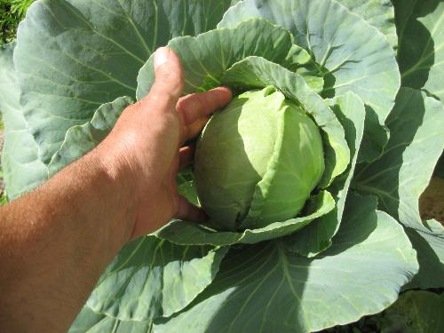 Cabbage - Yes, almost ready to eat. Cabbage - Yes, almost ready to eat.