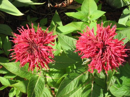 Beebalm - Small this year after splitting it and transplanting it. Beebalm - Small this year after splitting it and transplanting it.