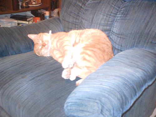 My Cat - My cat Samson on one of his favorite spots. Daddies recliner lol.