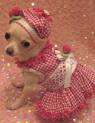 dog in a dress - A cute dog wearing a dress