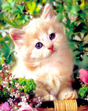 Cute Cate - cute small cat