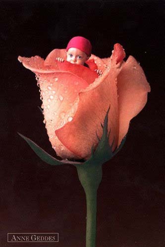 baby - rose baby