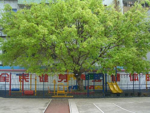 elementary school - elementary school-long time ago