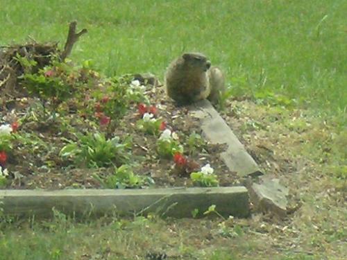 GroundHog - This groundhog was sitting in a flower bed in my backyard.