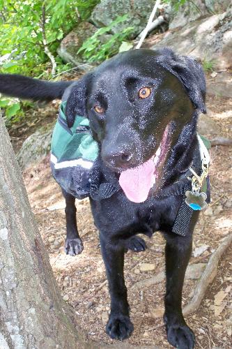 Sully - My lab Sully