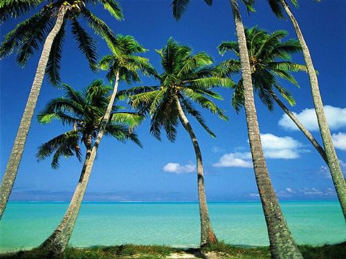 Tropical Trees - Tropical vacation