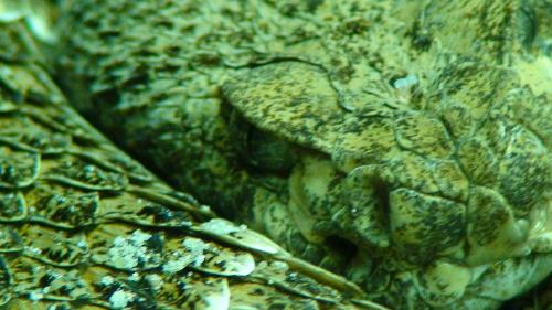 snake pic - this is a pic from a zoo trip i made 2 years ago of a cool rattlesnake i believe.