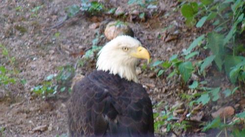 eagle - another zoo pic of a bald eagle