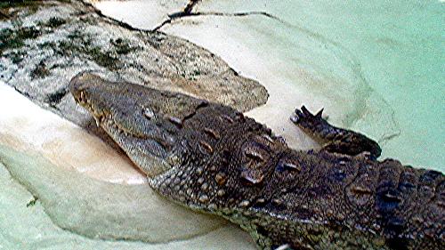 crocodile pic - yet another zoo pic of a crocodile