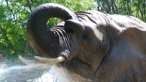 elephant - i got a lot of zoo pics here, this one is of an elephant drinking from a hose.