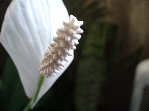 tropical plant flower in my bathroom - this is a plant that lives in my bathroom that took 5 years to flower i think.