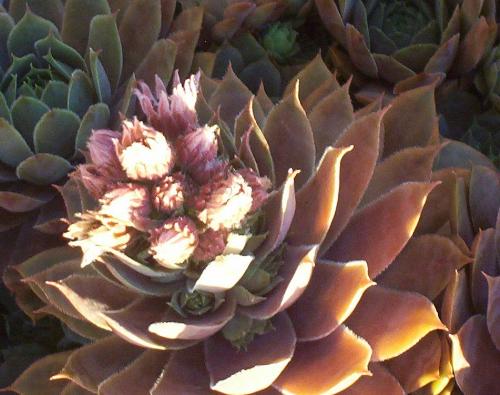 Hen and Chicks in Bloom - Here's the Hen with blooms all over the top of it.