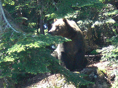 Grizzly bear from local mountain - Photo is actually a thumbnail of a video I had shot on my Flip Video camcorder.