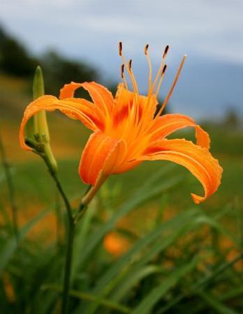 nepenthe - nepenthe,a kind of lily.In chinese,it has a more poetic name 'drowning-sorrow flower'.It is not only comeliness,but also brave.It is a signal of kind-hearted and happiness.if you give somebody as a present,he or she would understand your best wishes.