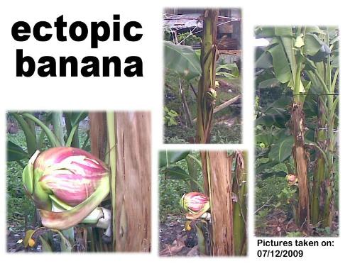 Ectopic Banana Tree - First set of pictures of the tree taken on 07/12/09.
