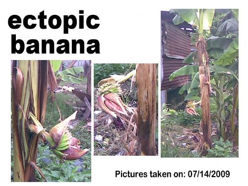 Ectopic Banana Tree - Second set of pictures of the tree taken on 07/14/09.