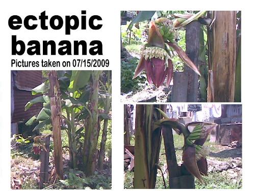 Ectopic Banana Tree - Third set of pictures of the tree taken on 07/15/09.