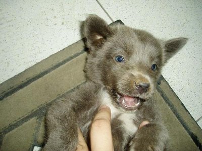 dags - so cute with his blue eyes and grey color