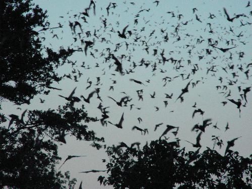 Bat Emergence - Bat Emergence near Fredericksburg Texas