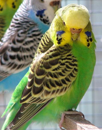 Budgerigars - I love Them! - Budgerigars are the most lovable birds on the planet.