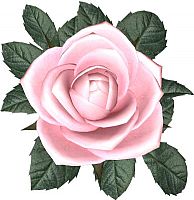 My roses - I love all types of flowers but think roses are real pretty