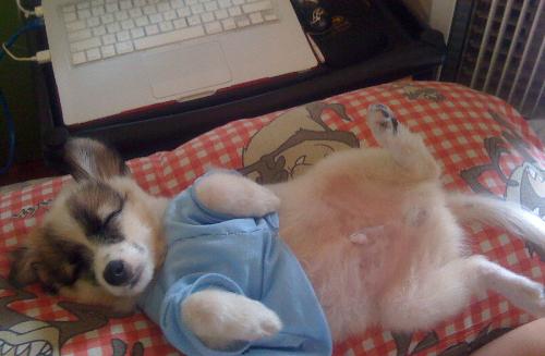 Meet my baby--DJ - He is soooo cute. He just loves to sleep this way. hahaha!