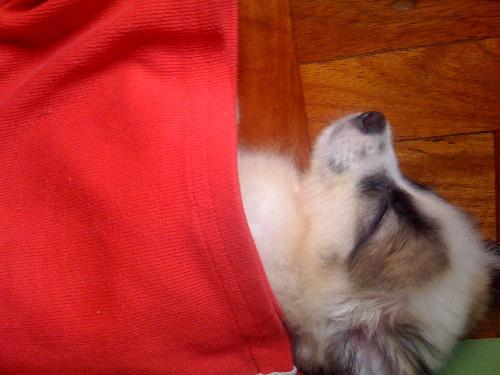 DJ is sleeping again.. - See what I mean?